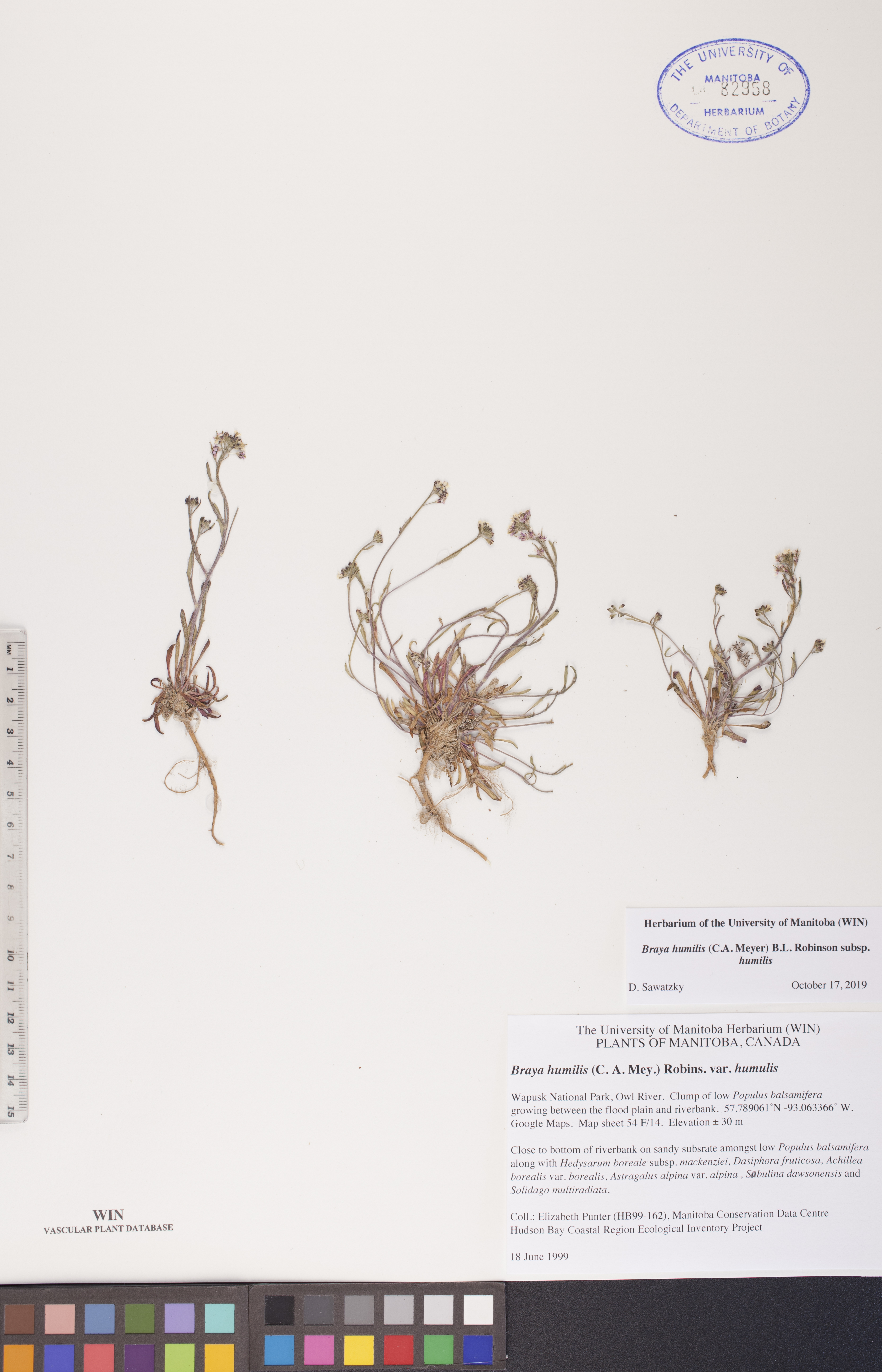 Braya humilis subsp. humilis image